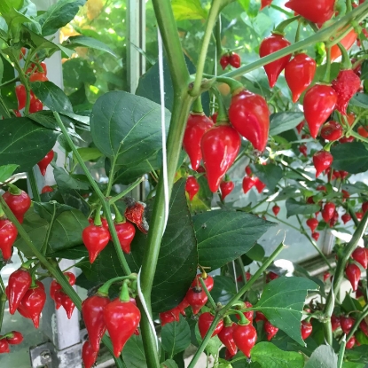 Picture of Biquinho Red Chilli Pepper